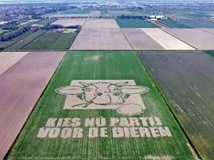 У Нідерландах засіяли найбільшу у світі рекламу У Нідерландах засіяли найбільшу у світі рекламу