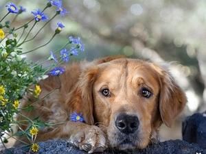 У Кіровограді заборонять собакам гавкати У Кіровограді заборонять собакам гавкати