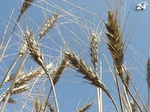 Селяни прагнуть продати врожай наперед Селяни прагнуть продати врожай наперед