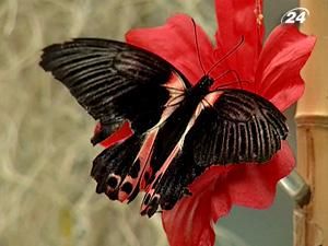 У Києві відкрився для відвідування сад живих метеликів У Києві відкрився для відвідування сад живих метеликів