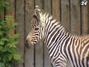 В столичному зоопарку народилися зебреня та бізоненя В столичному зоопарку народилися зебреня та бізоненя