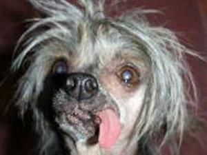 У США померла найпотворніша у світі собака У США померла найпотворніша у світі собака