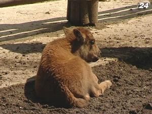 У столичному звіринці поповнення — народилися бізоненя та зебреня