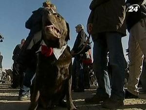 У Сіднеї відбувся концерт для собак - 5 червня 2010 - Телеканал новин 24 У Сіднеї відбувся концерт для собак - 5 червня 2010 - Телеканал новин 24