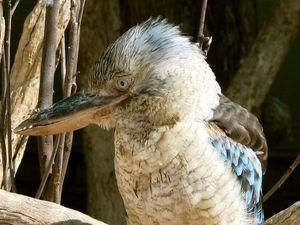 В Австралії кукабару посадили на дієту В Австралії кукабару посадили на дієту