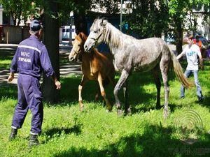 В Одесі коні влаштували ДТП