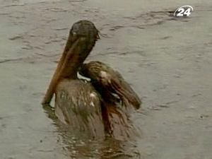 British Petroleum сплатила 50 мільйонів доларів компенсації British Petroleum сплатила 50 мільйонів доларів компенсації