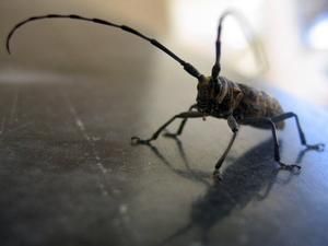 Британські вчені: таргани контактують між собою і ухвалюють колективні рішення Британські вчені: таргани контактують між собою і ухвалюють колективні рішення