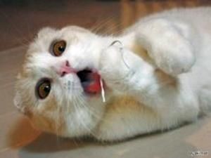 Геймер убив кошеня за Інтернет Геймер убив кошеня за Інтернет