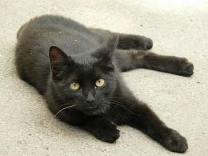 На Чернігівщині чоловік стріляв у кота, а поранив двох людей На Чернігівщині чоловік стріляв у кота, а поранив двох людей