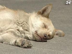 Безпритульні тварини можуть призвести до бойкоту Євро-2012 Безпритульні тварини можуть призвести до бойкоту Євро-2012