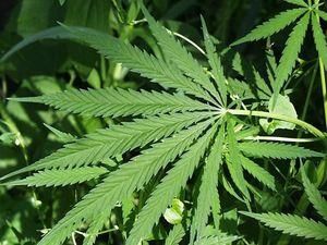 Луганські міліціонери вилучили більше 600 кущів конопель Луганські міліціонери вилучили більше 600 кущів конопель