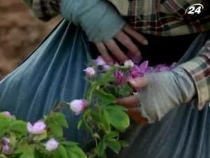 У Болгарії сезон збирання пелюсток троянди - 10 червня 2010 - Телеканал новин 24 У Болгарії сезон збирання пелюсток троянди - 10 червня 2010 - Телеканал новин 24