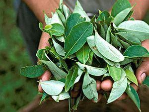 Уряд Колумбії знищив 90% посівів коки Уряд Колумбії знищив 90% посівів коки