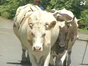 Мінагрополітики пропонує агрогосподарствам об’єднуватися Мінагрополітики пропонує агрогосподарствам об’єднуватися