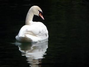 У США продали найдорожчий цього року маєток У США продали найдорожчий цього року маєток