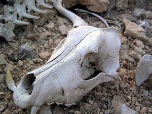 Кожен 20-й житель Азії відчує недостачу води Кожен 20-й житель Азії відчує недостачу води