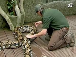 У Честерському зоопарку самку пітона важать раз на рік У Честерському зоопарку самку пітона важать раз на рік