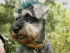 В Японії стало модним брати домашніх тваринок напрокат В Японії стало модним брати домашніх тваринок напрокат