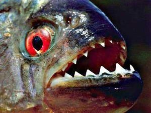 У Дніпрі біля Києва виловили піранью У Дніпрі біля Києва виловили піранью