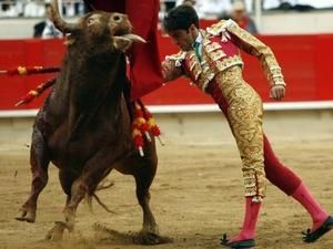 Матадора заарештували за те, що він перелякався бика Матадора заарештували за те, що він перелякався бика