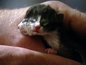 У США народилось кошеня з двома обличчями(відео) У США народилось кошеня з двома обличчями(відео)