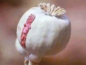 В Одеській області у бабусі вилучили 297 кущів маку В Одеській області у бабусі вилучили 297 кущів маку