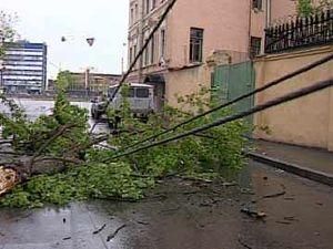 У смерті харків'янки винне хворе дерево У смерті харків'янки винне хворе дерево