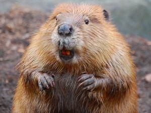 У Ризі оголосили конкурс на залякування бобрів У Ризі оголосили конкурс на залякування бобрів