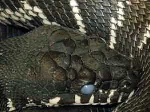 У Грузії величезна змія краде у селян худобу У Грузії величезна змія краде у селян худобу