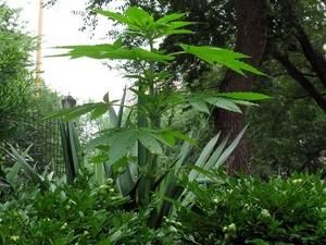 У центрі Нью-Йорка виріс кущ коноплі У центрі Нью-Йорка виріс кущ коноплі