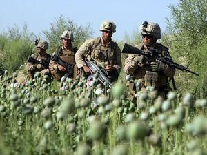 США знищили опіумні поля Афганістану США знищили опіумні поля Афганістану