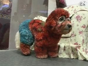 У пекінському спа-салоні фарбують домашніх улюбленців У пекінському спа-салоні фарбують домашніх улюбленців