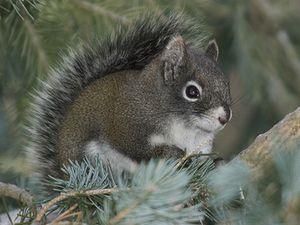 Влада штату Арізона витратить 1,25 млн. дол. на 25 білок Влада штату Арізона витратить 1,25 млн. дол. на 25 білок