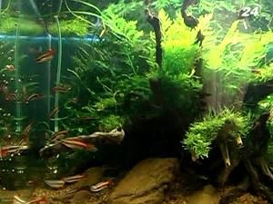 Дизайн рослинних акваріумів Дизайн рослинних акваріумів