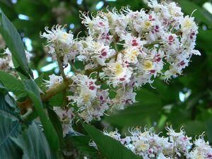 Кодекс киян - садити каштани, співати "Як тебе не любити..." Кодекс киян - садити каштани, співати "Як тебе не любити..."