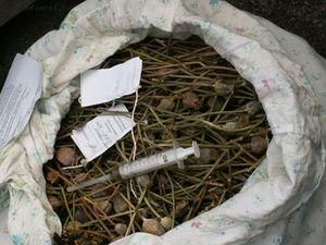 У жителя Луганська вилучили 310 кущів маку У жителя Луганська вилучили 310 кущів маку