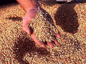 Ціна на зерно та цукор не зростатимуть
