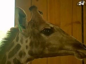 Вперше в історії України завезли жирафів з ПАР Вперше в історії України завезли жирафів з ПАР