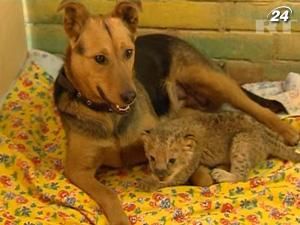 У Сибіру собака Жулька ростить левеня У Сибіру собака Жулька ростить левеня