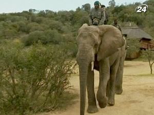 Нове захоплення вболівальників - сафарі на слонах Нове захоплення вболівальників - сафарі на слонах
