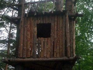 У Китаї судитимуть чоловіка, який 3 місяці жив на дереві У Китаї судитимуть чоловіка, який 3 місяці жив на дереві