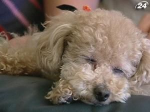 Класична музика заспокоює братів наших менших Класична музика заспокоює братів наших менших