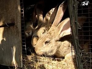 Під Києвом селяни бачили загадкову чупакабру