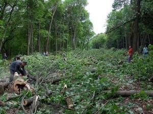У Харкові знову вирубують парк У Харкові знову вирубують парк
