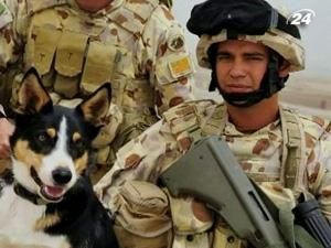 Австралійці урочисто поховали собаку-сапера Австралійці урочисто поховали собаку-сапера