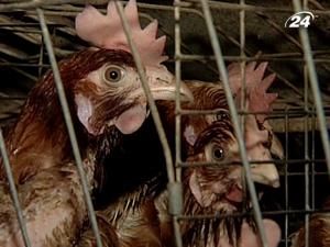 Росія частково зняла заборону на поставки м'яса птиці з України - 1 липня 2010 - Телеканал новин 24 Росія частково зняла заборону на поставки м'яса птиці з України - 1 липня 2010 - Телеканал новин 24