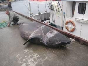 Рибаки впіймали на вудку 880-кілограмову акулу Рибаки впіймали на вудку 880-кілограмову акулу