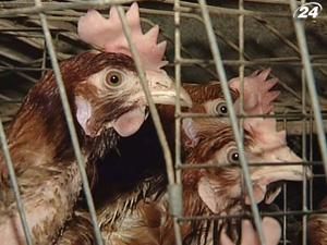Росія частково зняла заборону на поставки м'яса птиці з України - 2 липня 2010 - Телеканал новин 24 Росія частково зняла заборону на поставки м'яса птиці з України - 2 липня 2010 - Телеканал новин 24