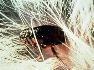 Москва опинилась під атакою бліх Москва опинилась під атакою бліх